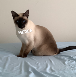 medea