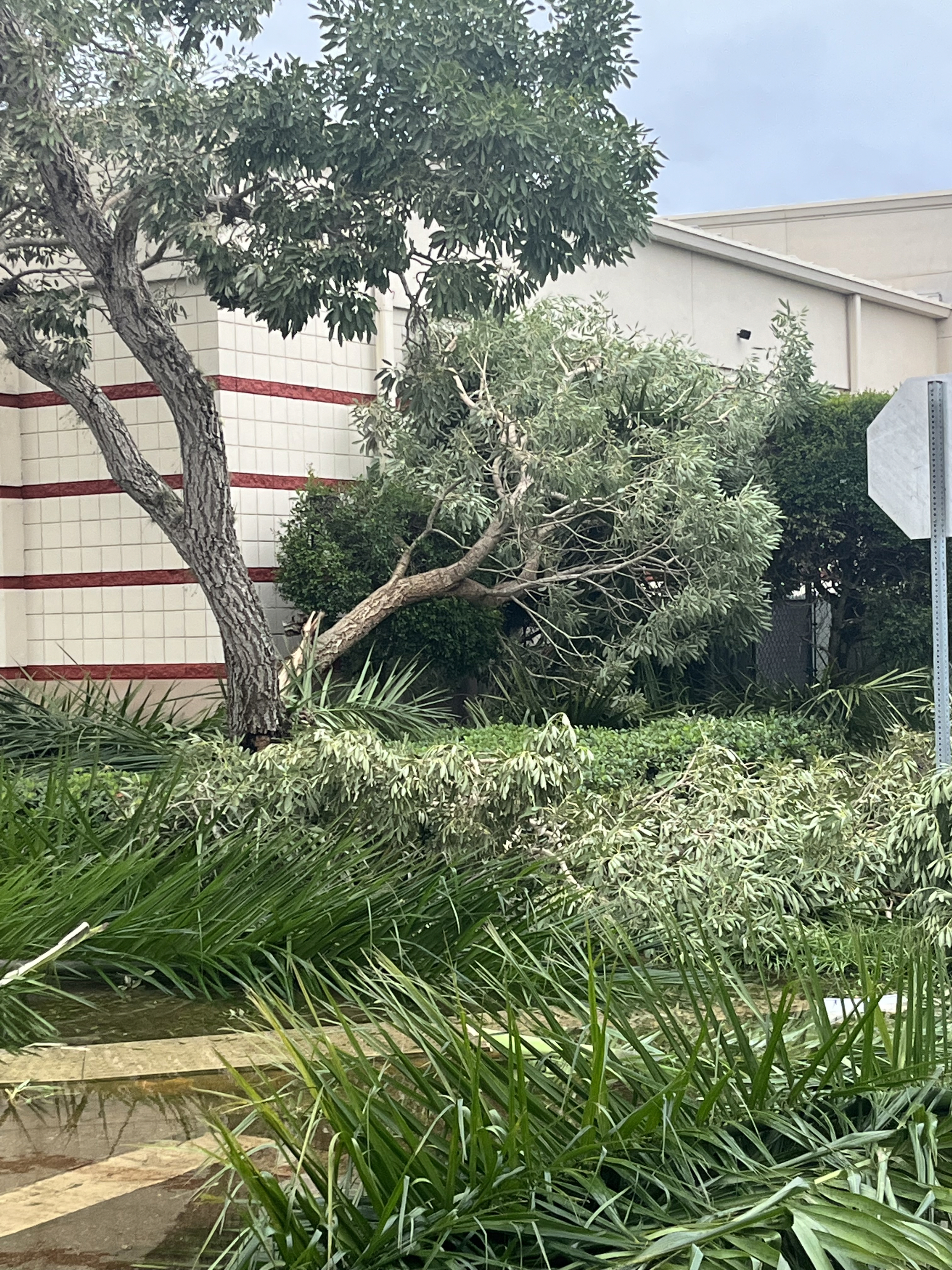 A tree knock down by Hurricane Ian lays outside of Fort Myers Skatium